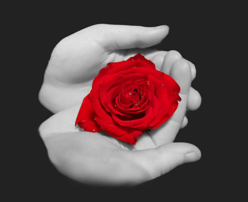 Red Rose in Hands