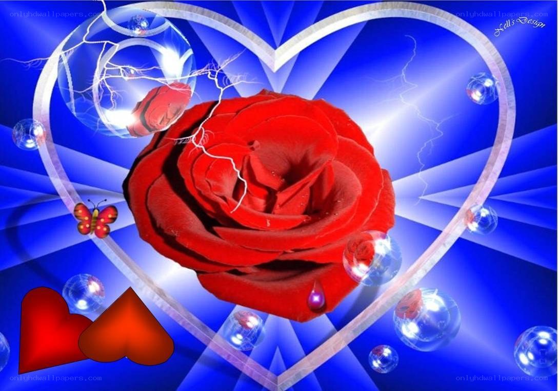 Red rose in heart frame