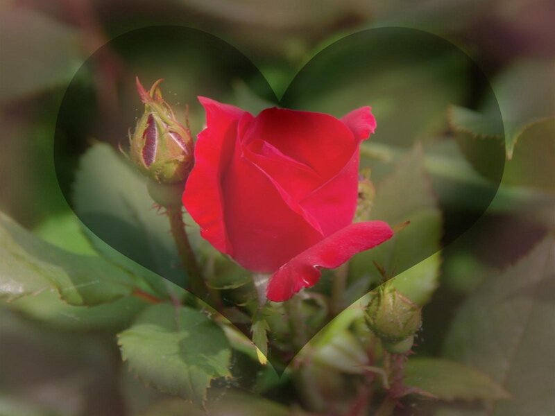 red rose in heart frame