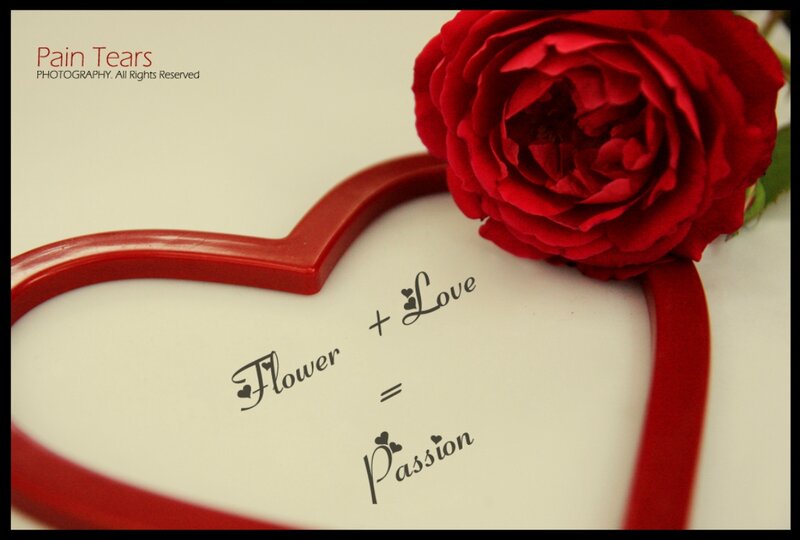 Red Rose in Heart Frame — Romantic, Photograph, Heart Shape