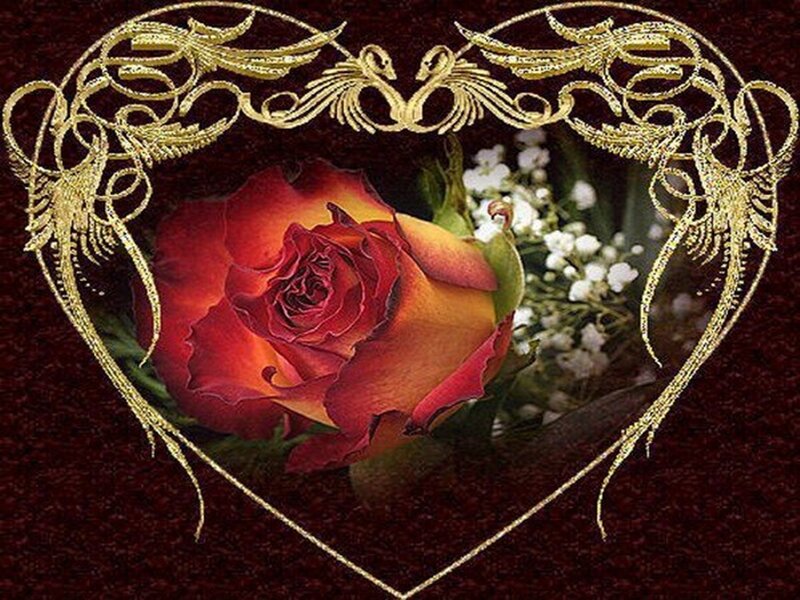 Red Rose in Heart Frame — Romantic
