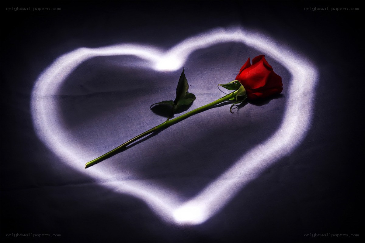 Red rose in heart light