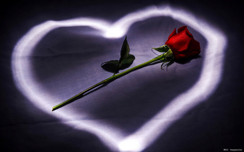 Red Rose in Heart Shape — Dramatic