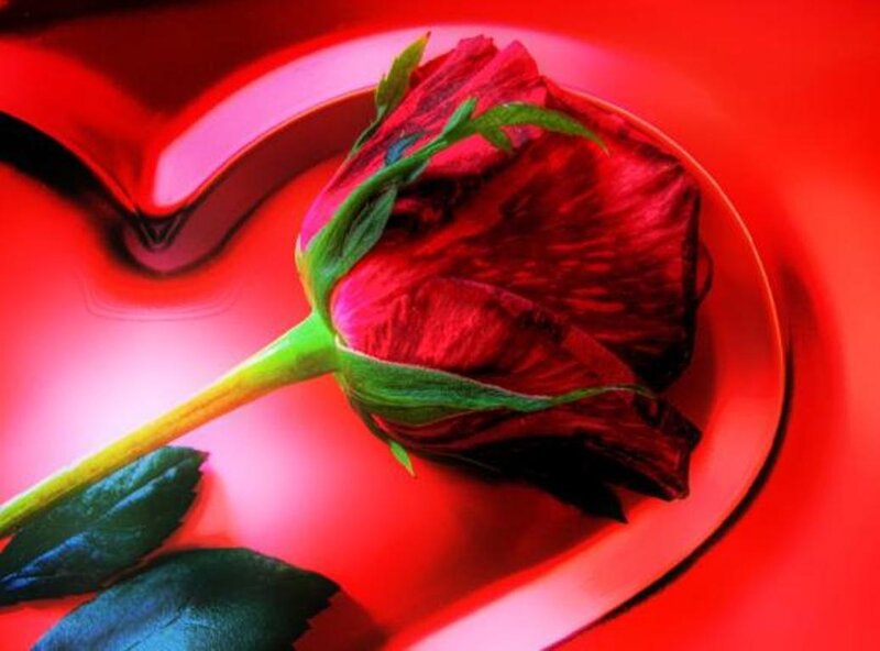 Red Rose in Heart Shape — Romantic