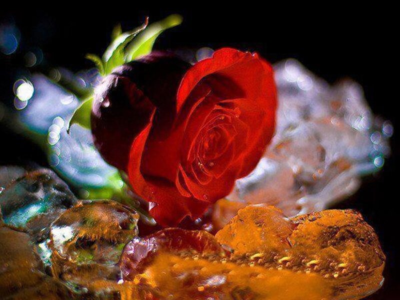 Red Rose in Ice — Dramatic, Photograph, Green Leaf