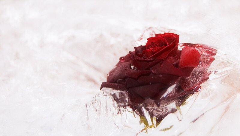 Red Rose in Ice — Dramatic, Photograph, Petals