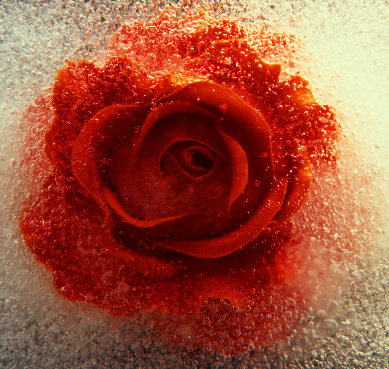 Red Rose in Ice — Dramatic, Photograph