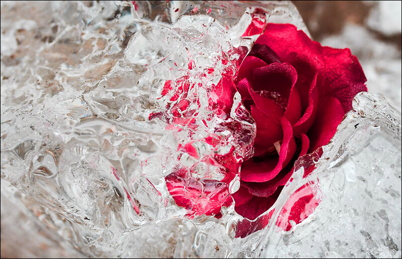 Red Rose in Ice — Dramatic