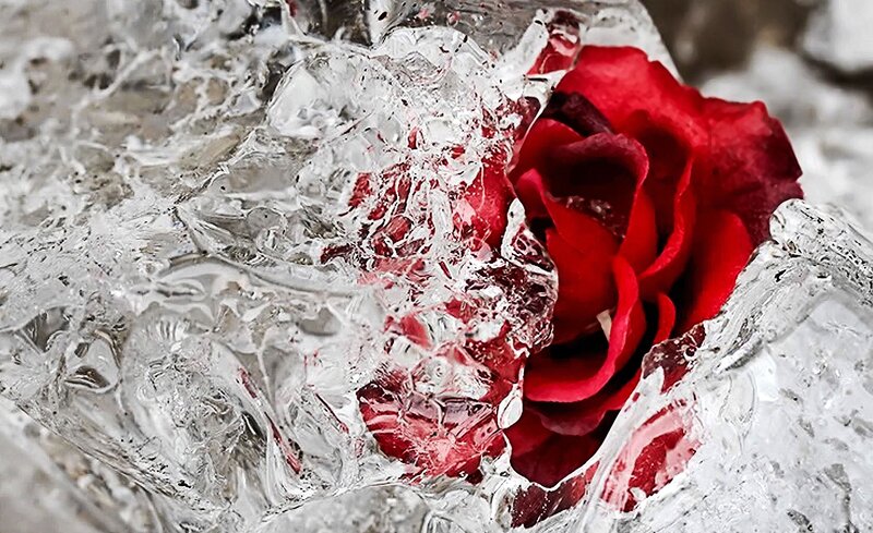 Red Rose in Ice