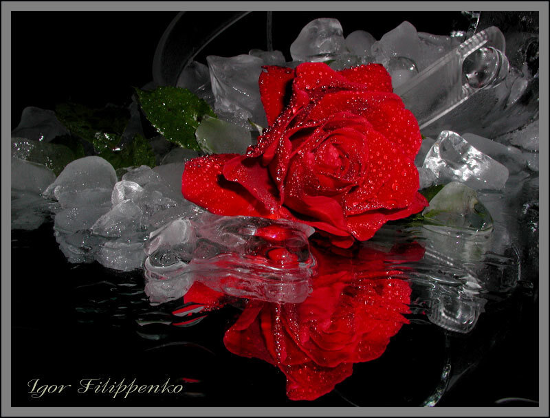 Red rose in ice water