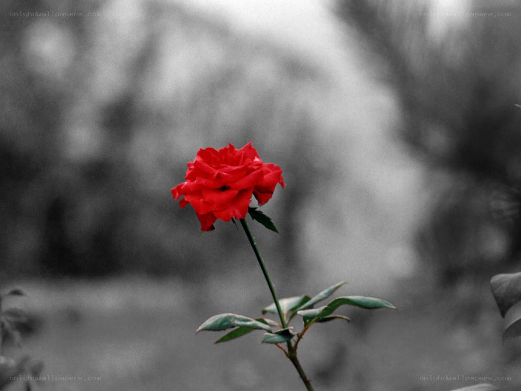 Red rose in monochrome