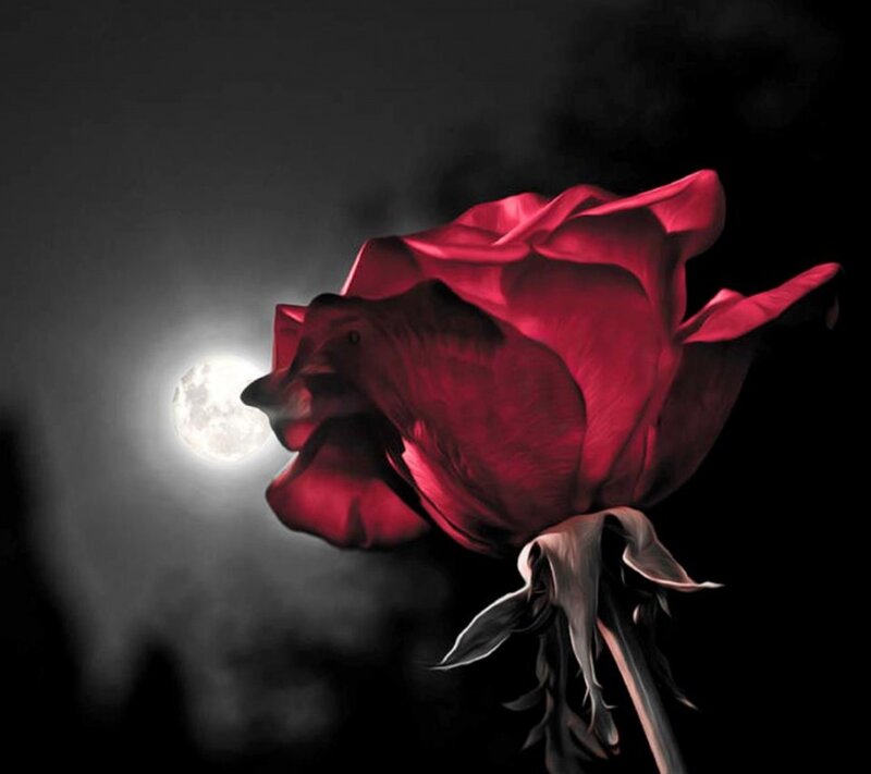Red Rose in Moonlight — Dramatic