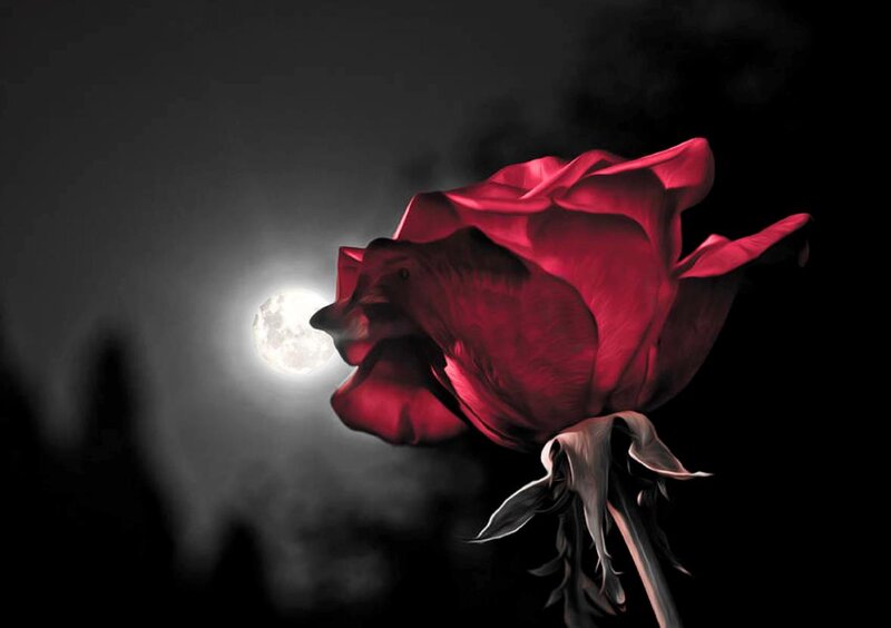 Red Rose in Moonlight