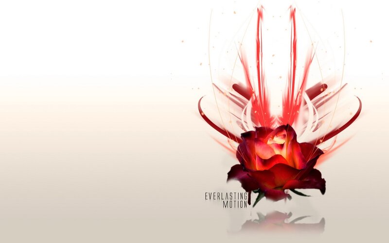 red rose in motion