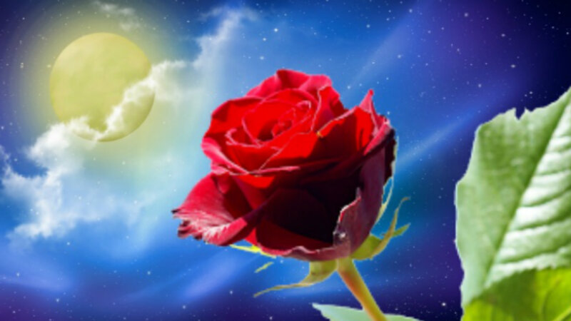 Red Rose in Night Sky