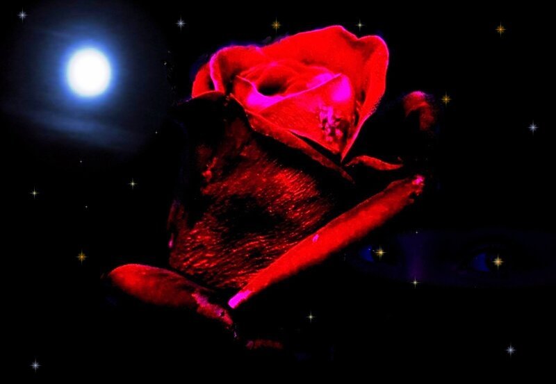 Red Rose in Night