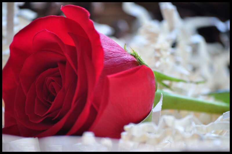 Red Rose in Packaging