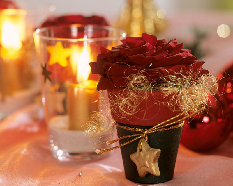 Red Rose in Pot