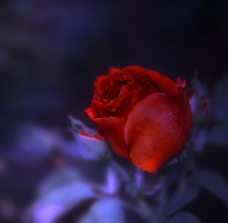 Red rose in purple light