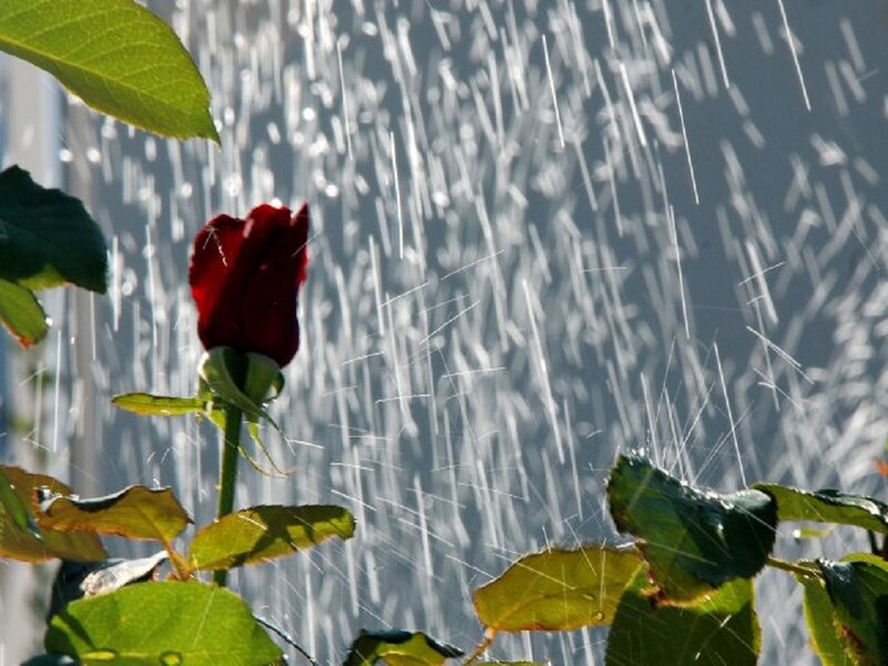 Red Rose in Rain — Calm, Photograph
