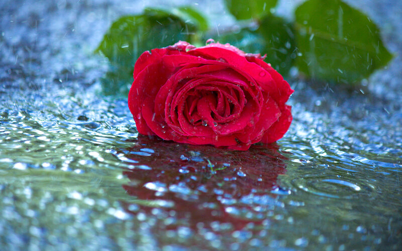 Red Rose in Rain — Calm