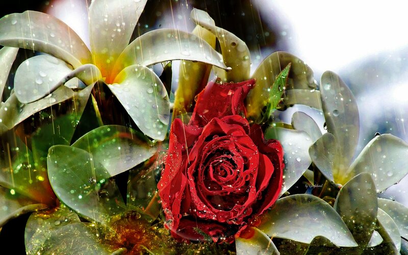Red Rose in Rain — Dramatic, Digital Art, Leaves