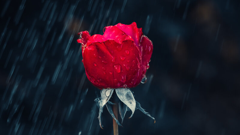Red Rose in Rain — Dramatic, Night, Photograph, Flower
