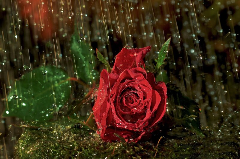 Red Rose in Rain — Dramatic, Night, Photograph, Leaves, Moss