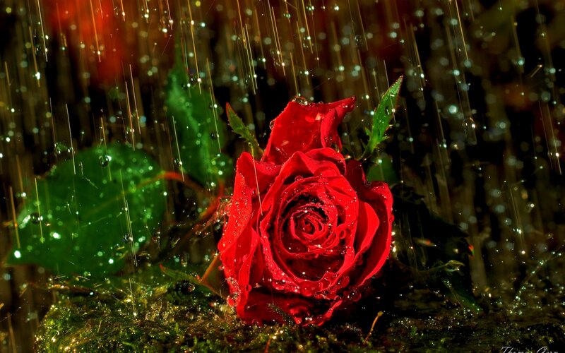 Red Rose in Rain — Dramatic, Night, Photograph, Leaves
