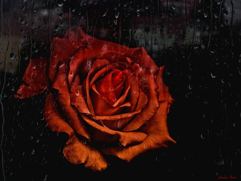 Red Rose in Rain — Dramatic, Night, Photograph, Raindrops