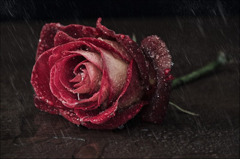 Red Rose in Rain — Dramatic, Night, Photograph, Stem, Dark Surface