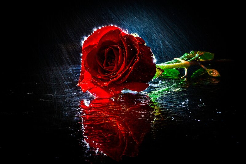 Red Rose in Rain — Dramatic, Night, Photograph, Stem, Reflection