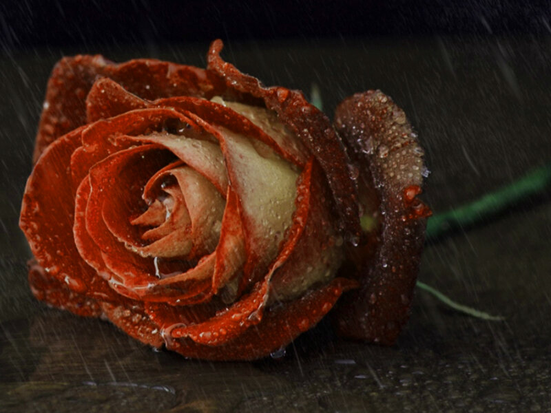 Red Rose in Rain — Dramatic, Night, Photograph, Stem