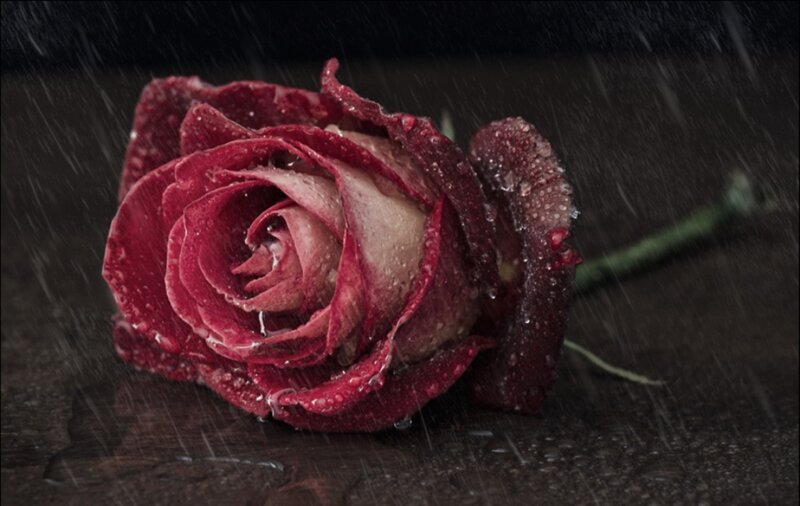 Red Rose in Rain — Dramatic, Night, Photograph