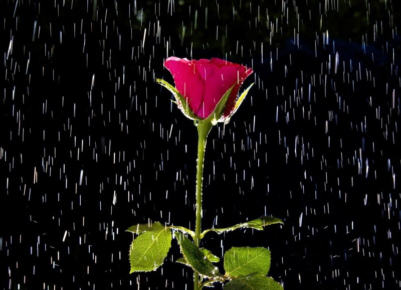 Red Rose in Rain — Dramatic, Night