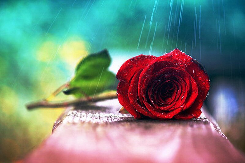 Red Rose in Rain — Dramatic, Photograph, Leaf