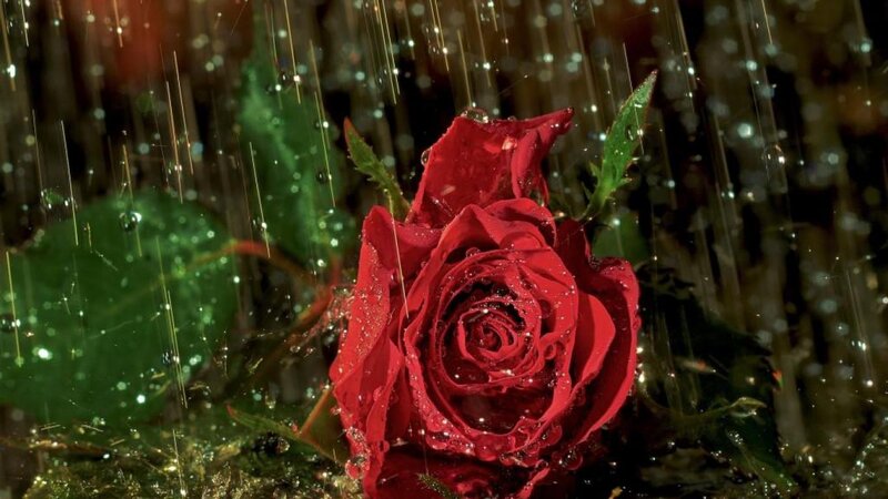 Red Rose in Rain — Dramatic, Photograph, Leaves, Drops