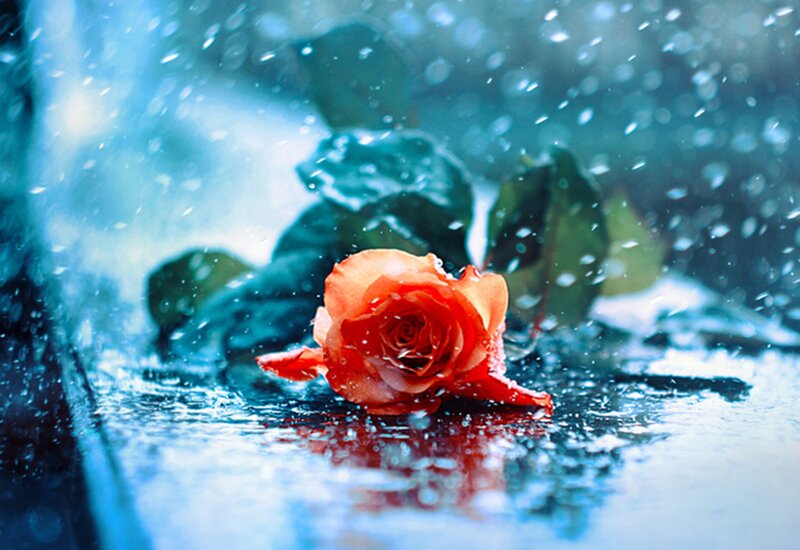Red Rose in Rain — Dramatic, Photograph, Leaves