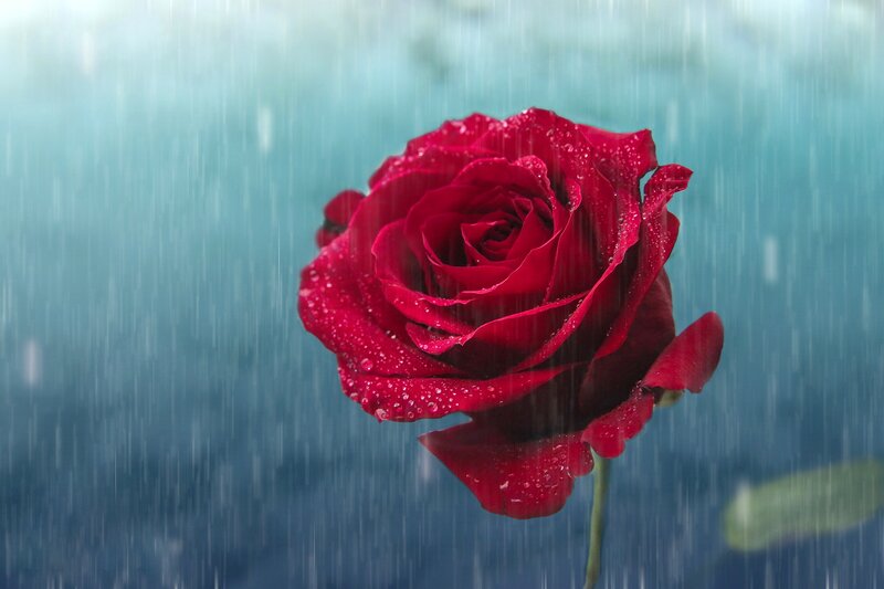 Red Rose in Rain — Dramatic, Photograph, Petals, Stem