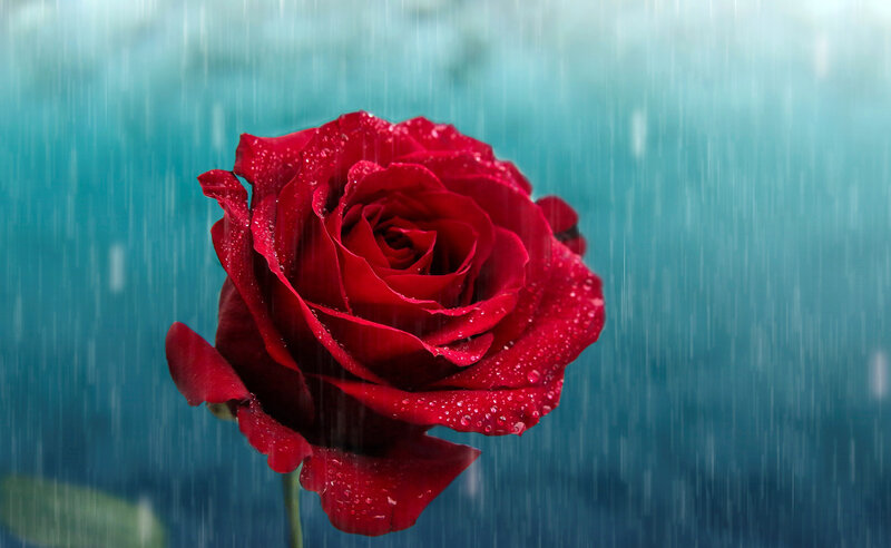 Red Rose in Rain — Dramatic, Photograph, Petals