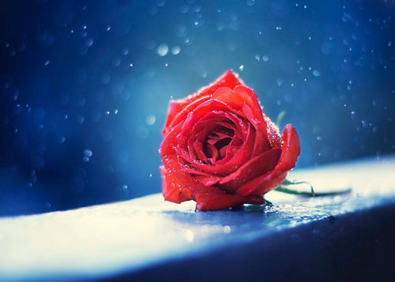 Red Rose in Rain — Dramatic, Photograph, Raindrops