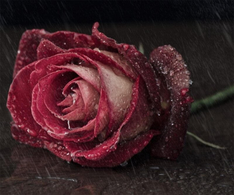 Red Rose in Rain — Dramatic, Photograph, Stem, Dark Surface