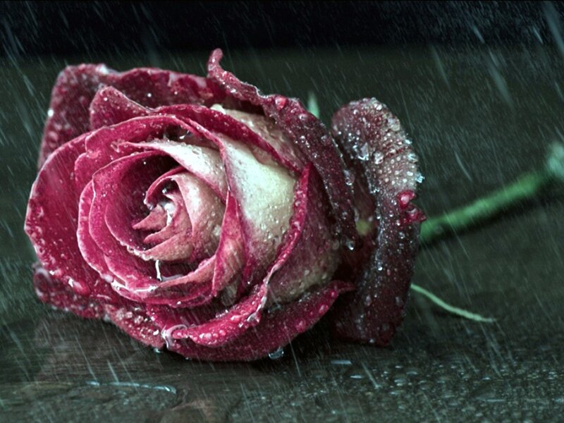 Red Rose in Rain — Dramatic, Photograph, Stem