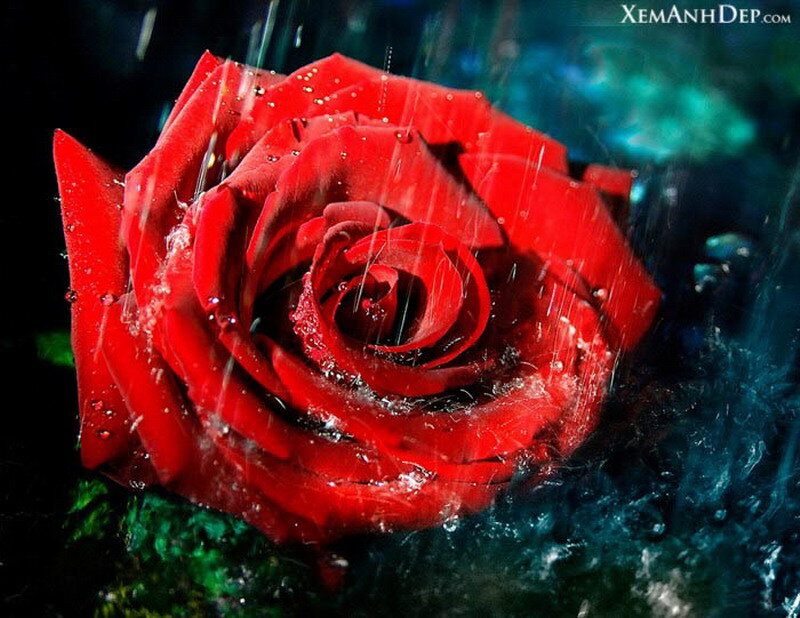 Red Rose in Rain — Dramatic, Photograph