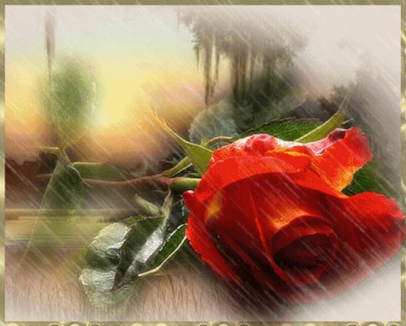 Red Rose in Rain — Dramatic, Sunset