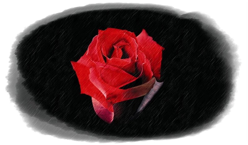 Red Rose in Rain — Dramatic