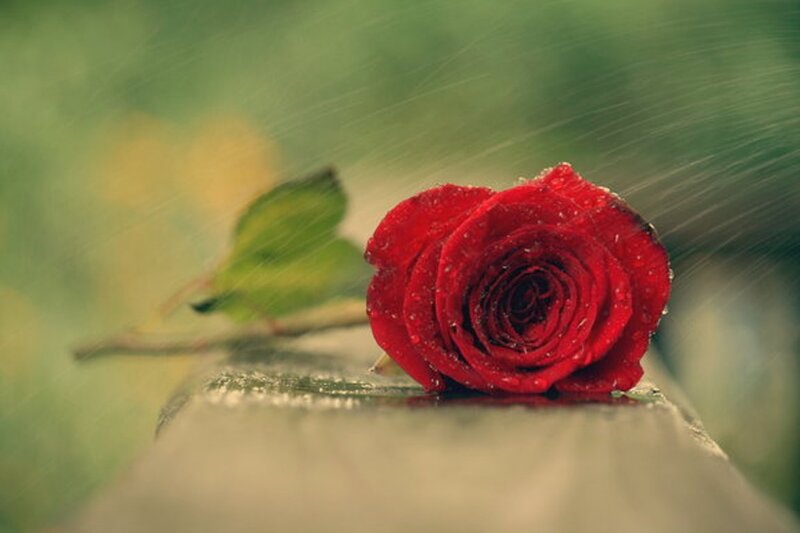 Red Rose in Rain — Melancholic, Photograph, Leaf