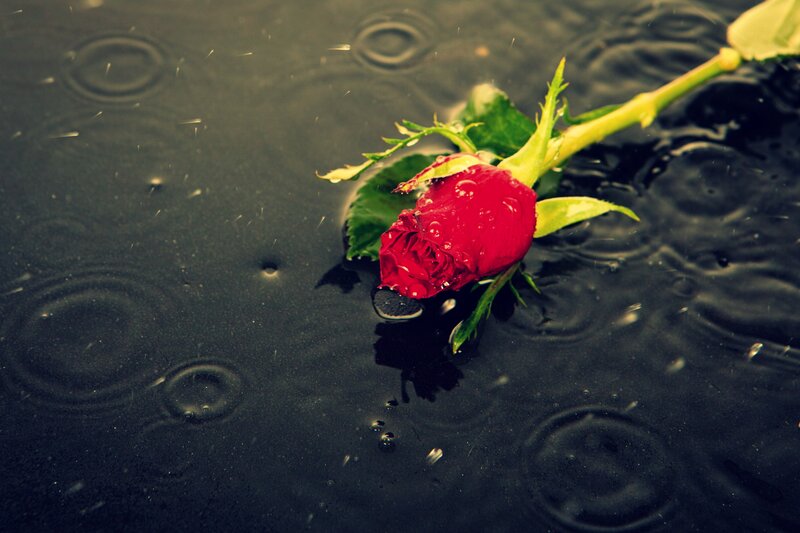 Red Rose in Rain — Melancholic, Photograph, Raindrops