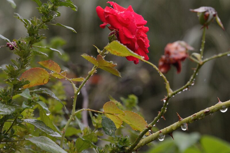 Red Rose in Rain — Moist