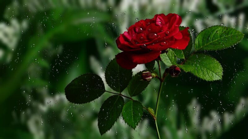 Red Rose in Rain — Moody